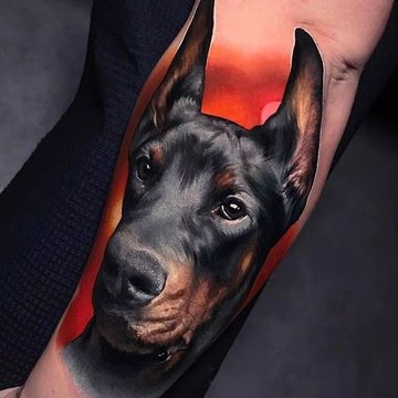 tatuiruotė su dobermanu